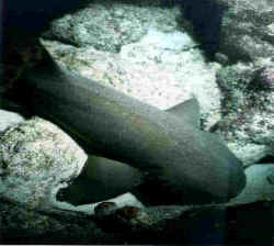 AMMENHAI.jpg (222659 Byte)