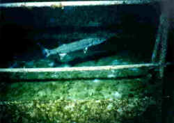 Baracuda.jpg (72578 Byte)