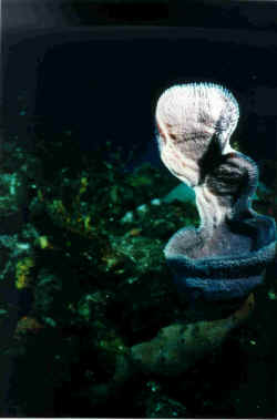 Weichk~1.jpg (90413 Byte)